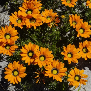 Gazania maritima